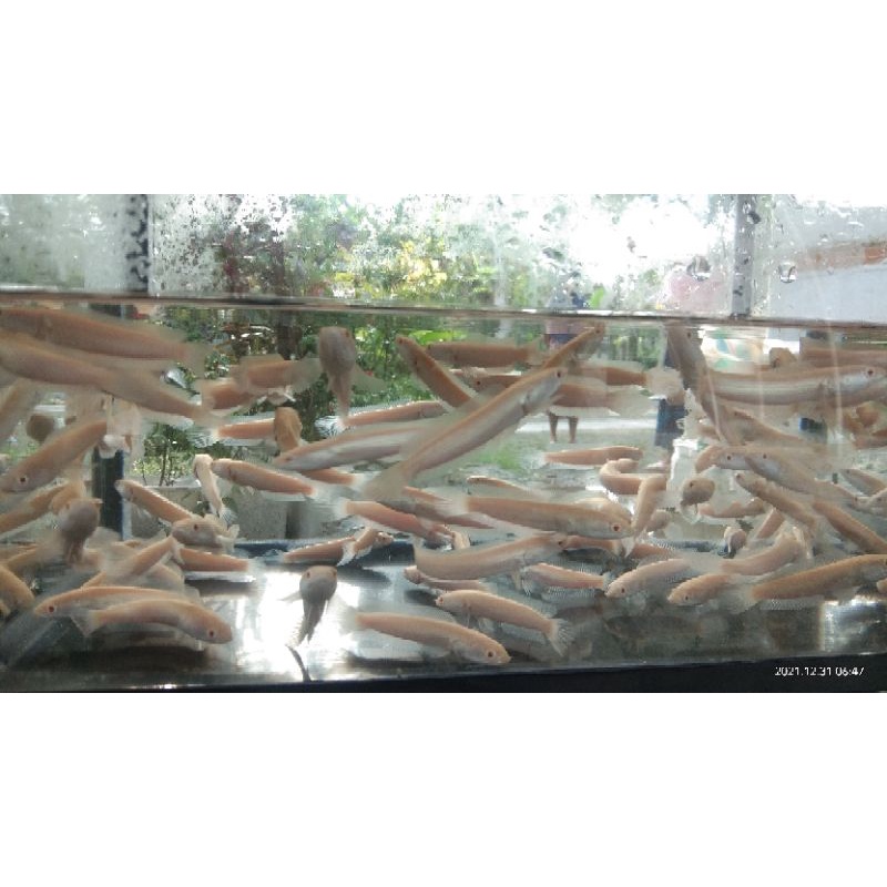 striata albino grade A