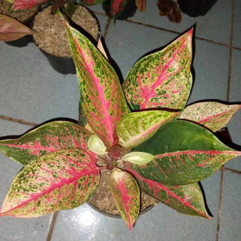 TANAMAN HIAS AGLONEMA TIARA