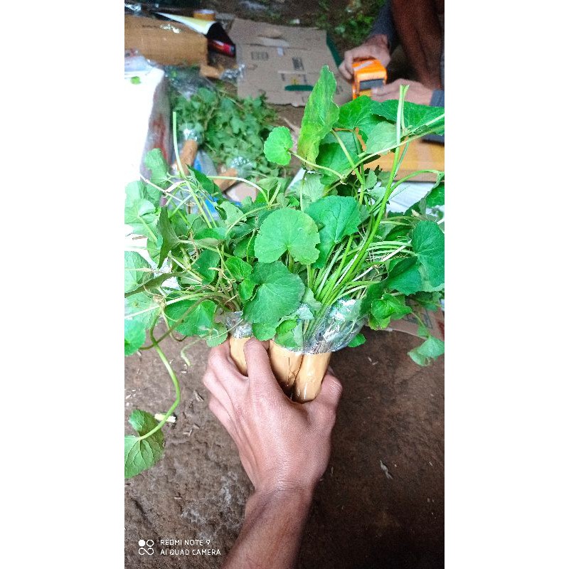 

pegagan segar 500 gram