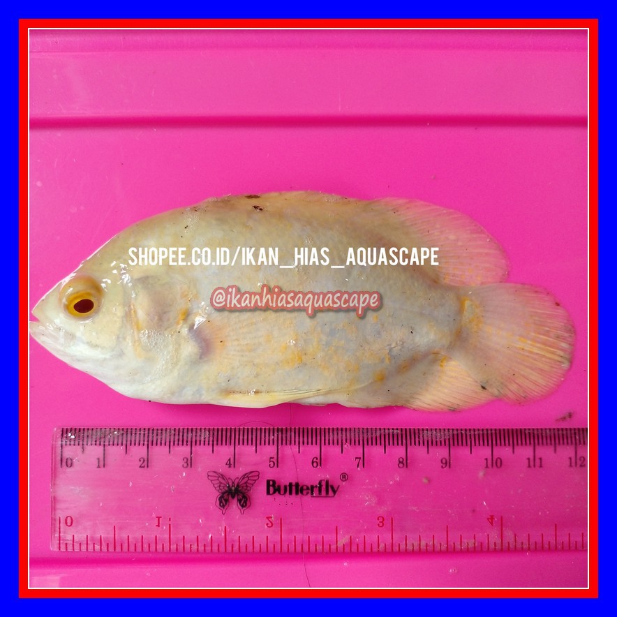 ( Besar ) Ikan Oscar Albino Batik Tiger Putih Predator Air Tawar Ukuran Jumbo Hiasan Aquarium