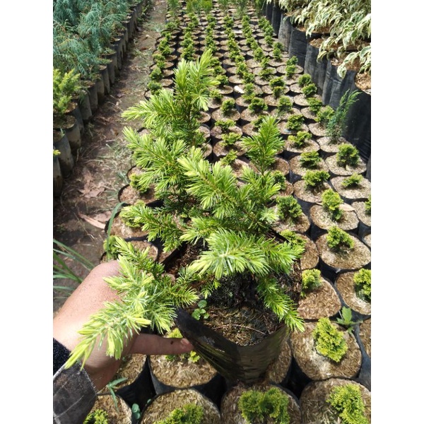 Cemara buaya kuning bahan bonsai