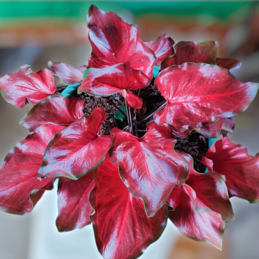 Keladi Red Hot Keladi Hias Caladium Tanaman Hias Keladi Tanaman Keladi Hidup Tanaman Hias Murah Anak