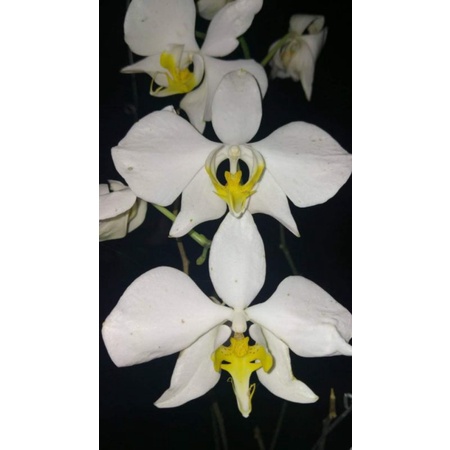 phalaenopsis amabilis