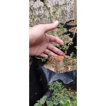 bahan bonsai sancang prokar