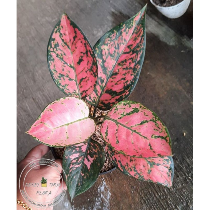 Tanaman Hias Aglonema Lady Valentine - Aglonema Valentine - Bunga Aglonema