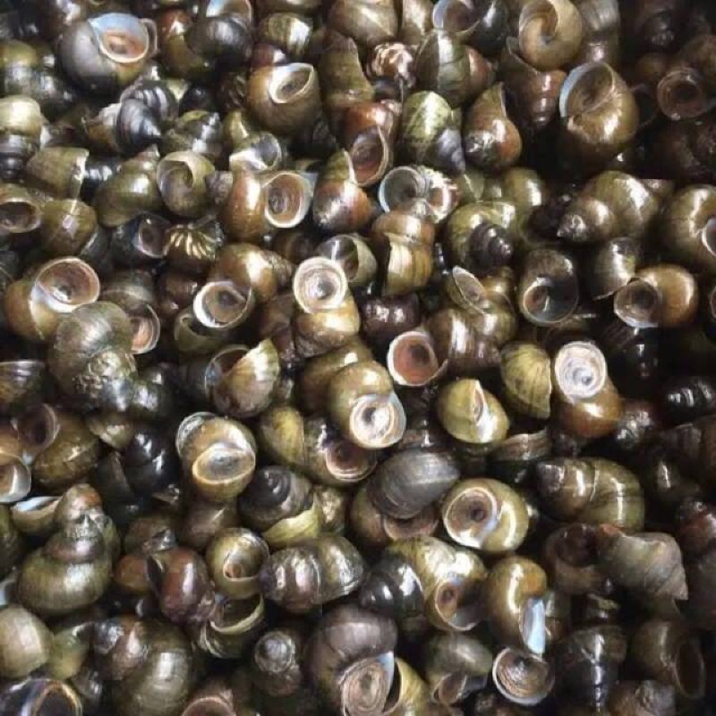 

Tutut Yg Sudah Di Rebus