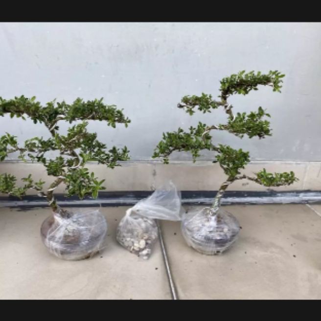 bonsai mini , bonsai hidup tanaman bonsai unik cantik