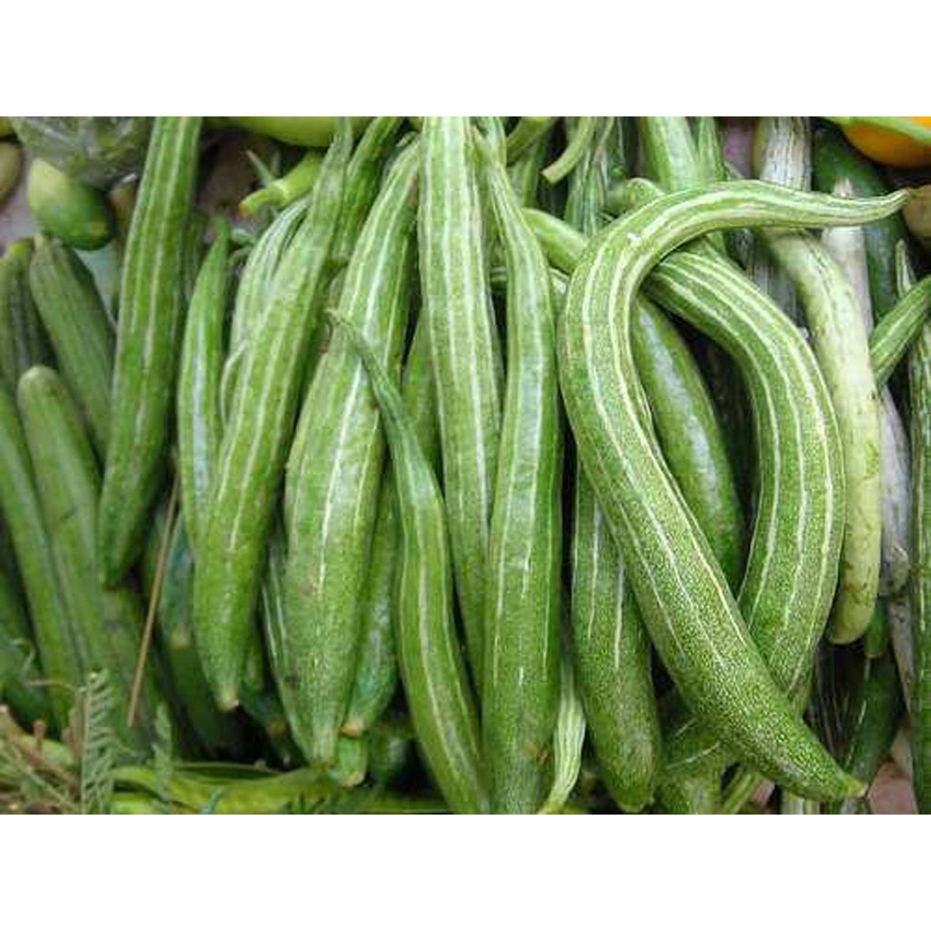 Bibit Benih Biji Sayur Pare Belut - Biji Tanaman Pohon Sayur Pare Belut -Bibit Sayur Pare Belut -COD