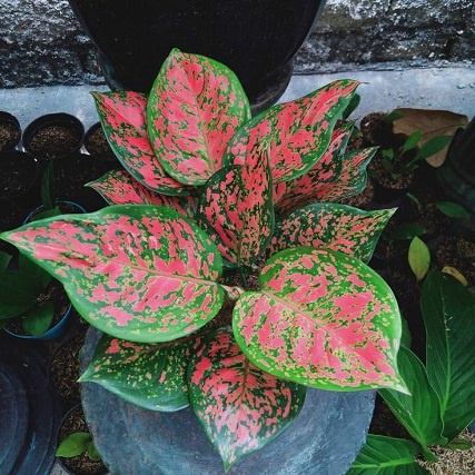 Aglonema Dut Anjamani / Aglonema Merah / Anakan Aglonema