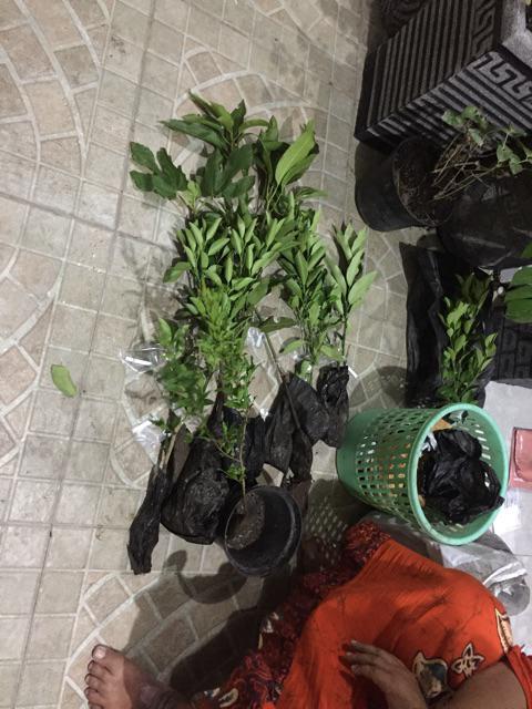 Bibit Mangga Alpukat Supermurah