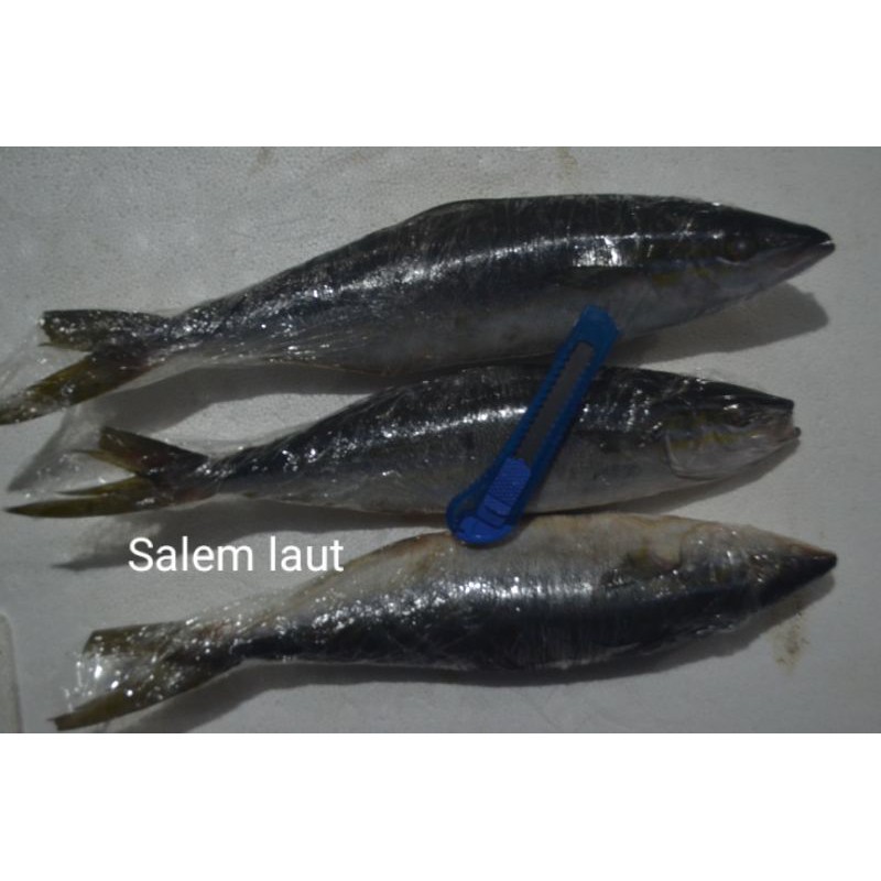 

salem laut