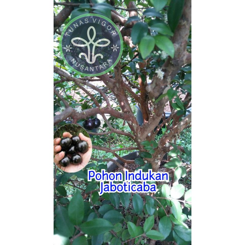 Jaboticaba Jenis Sabara hasil stek