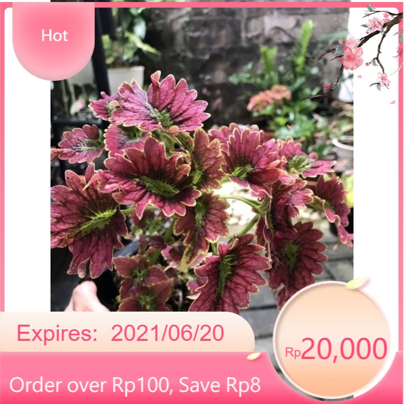 PROMO Tanaman hias miyana Dragon langka