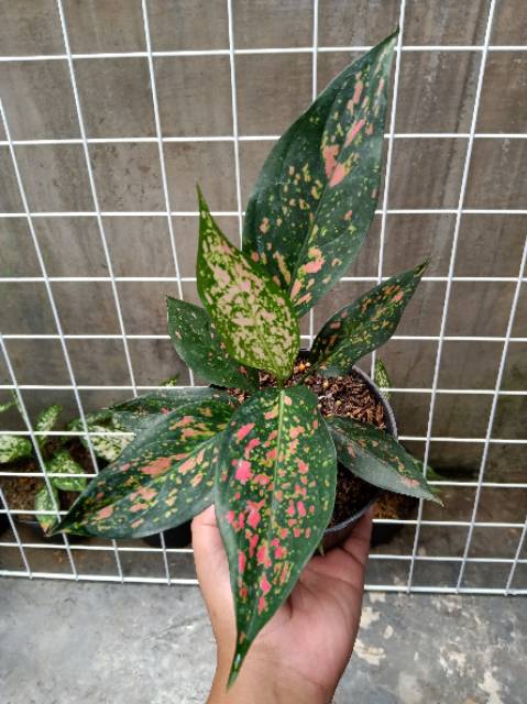 Aglaonema Murah Ruby Batik