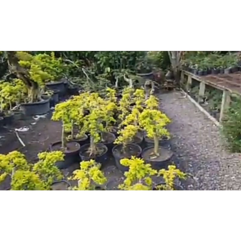 bonsai antingputri varigata/mentaos