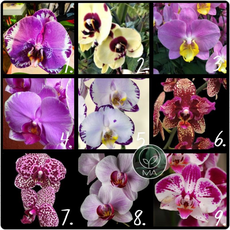 Seedling Anggrek Bulan Hybrid
