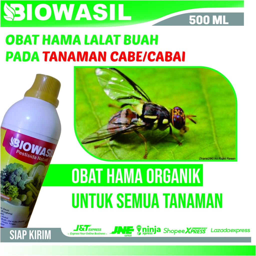 Pupuk Cair Anti Hama Lalat Pada Cabe Paling Ampuh - Biowasil 500 Ml Pestisida Pengendali Hama Lalat 
