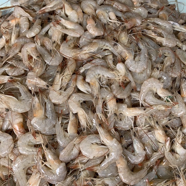 

Udang peci 1kg