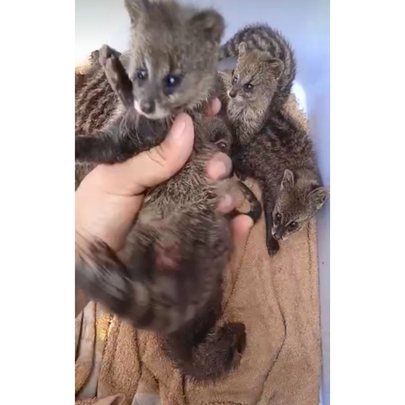 Musang Rase Shopee Indonesia