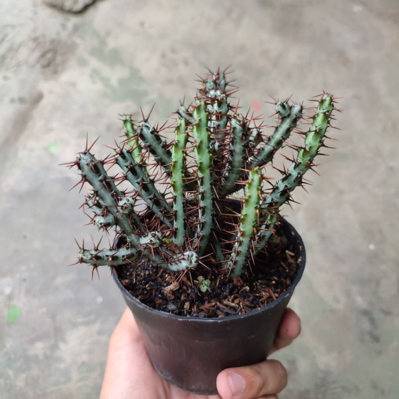 Sukulen Euphorbia aeruginosa/Euphorbia ulat
