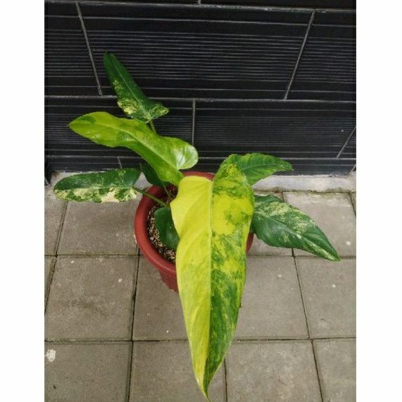 DOMESTICUM VARIEGATA