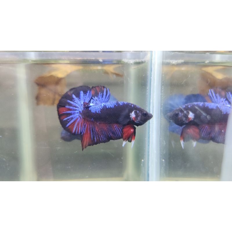 IKAN CUPANG AVATAR TOP GRADE