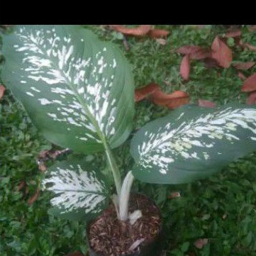 aglaonema Sri rejeki belnecng putih tanaman hiasindor ready stok