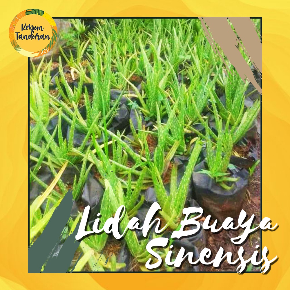 Jual Bibit Tanaman Lidah Buaya / Aloe Vera Jenis Jumbo Sinensis ...