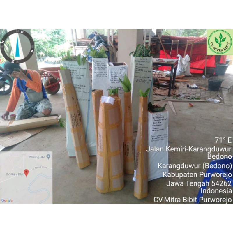 [ Packing Kotak Kayu ] Bibit Alpukat Cipedak Berlabel dan Bersertifikat | Bibit Alpukat Miki Asli