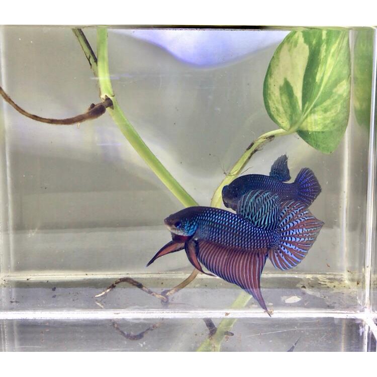 Wild Betta Smaragdina Guitar