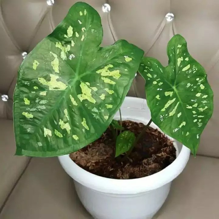 Bibit Keladi armi caladium army tanaman hias keladi loreng