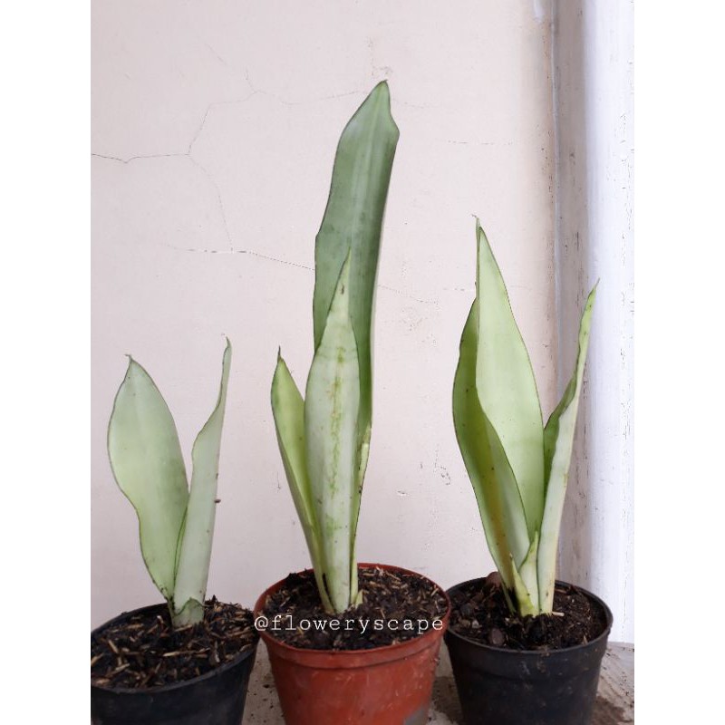 Sansevieria Moonshine