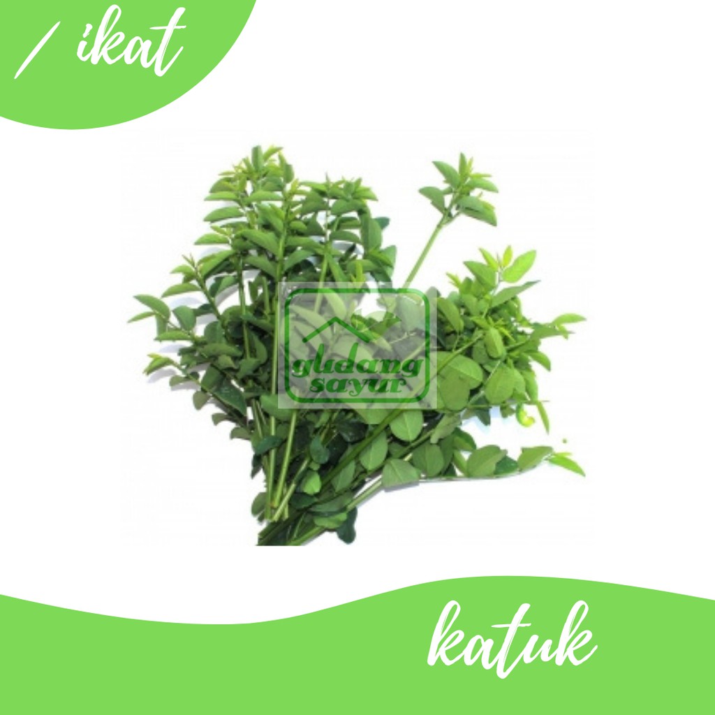 

Katuk 500g Gudang Sayur Purwokerto