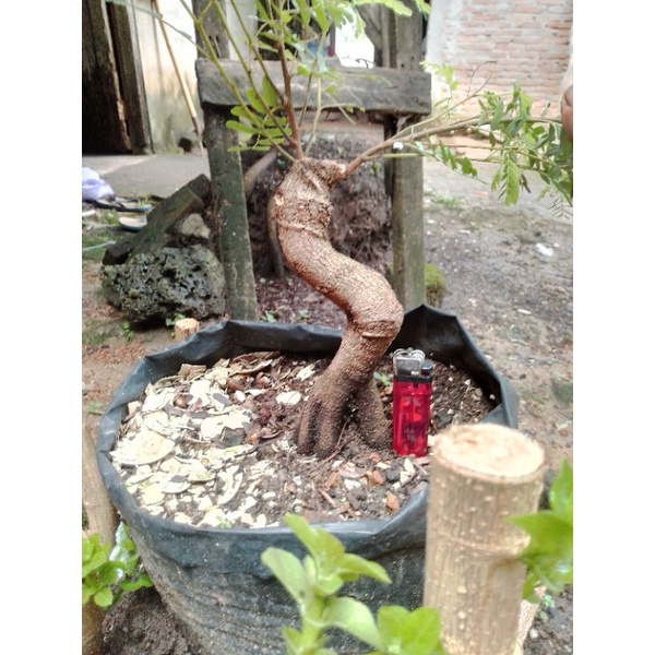 Bahan Bonsai Asem Jawa Meliuk (Mumer)