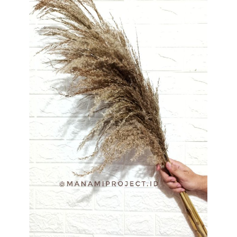 Bunga Kering Pampas/ Pampas Lokal/ Pampas Grass/ Dried Flower Pampas