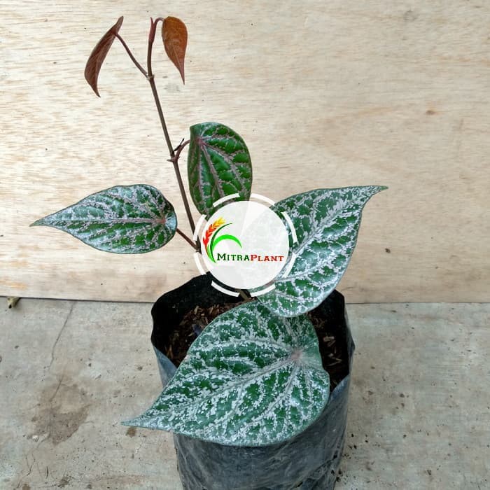 Bibit Tanaman Sirih Merah Pohon Sirih Merah Daun Sirih Merah Tanaman Daun Sirih Merah