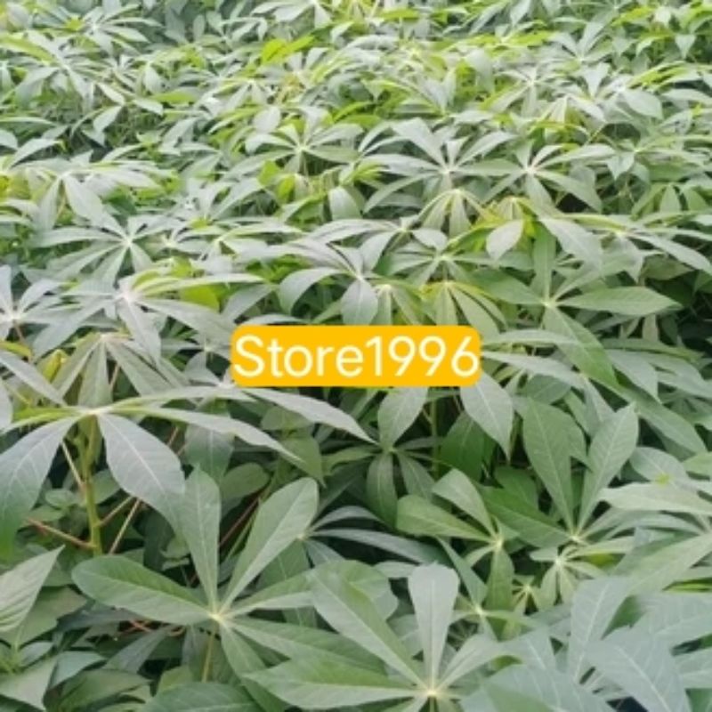 

Daun singkong racun sapi Kuru segar 500 gram