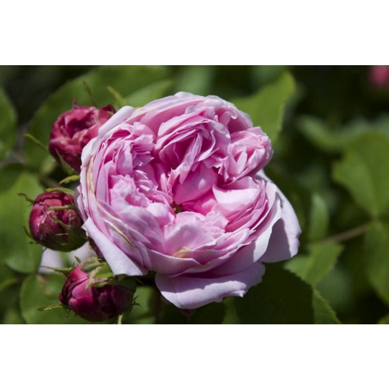 MAWAR UNGU DAMASCENA WANGI STRONG