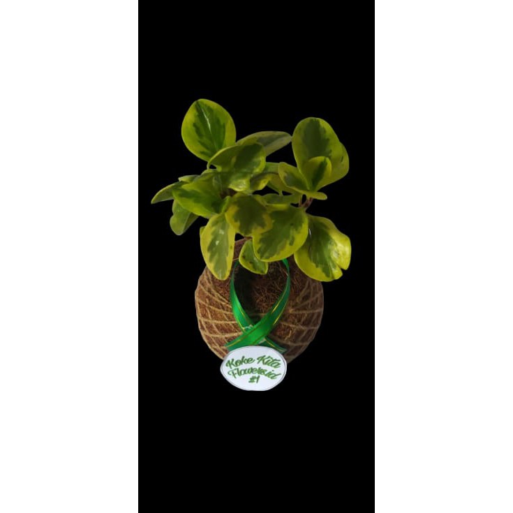 KOKEKITA TANAMAN TEPLAN BUNGA DAUN TEBAL KUALITAS SUPER RIMBUN PROMO MURAH MERIAH GRADE A COD 400G