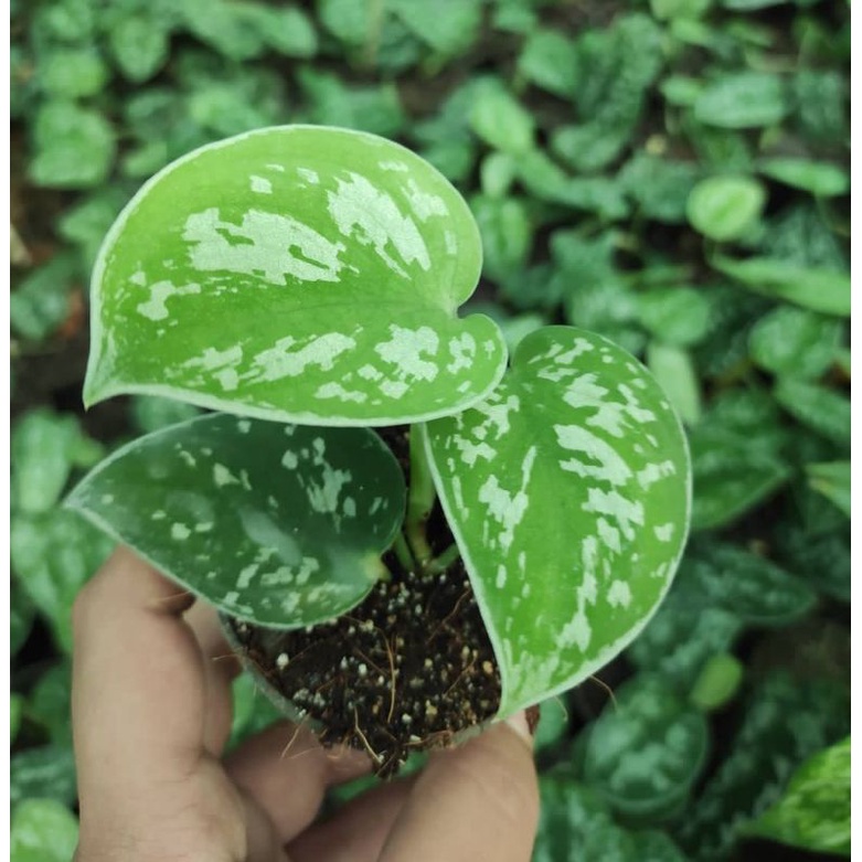 Scindapsus argyraeus