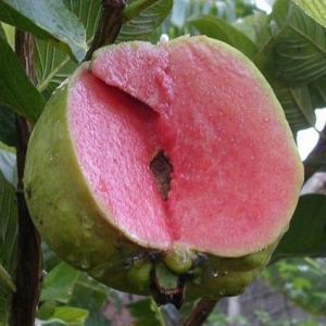 paket 4 bibit buah (apel putsa, mangga irwin, jeruk dekopon, jambu sukun merah)