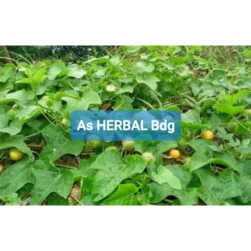 

Daun tanaman rambusa mermot permot kermot kaceprek atau cermot segar 250 gram-az