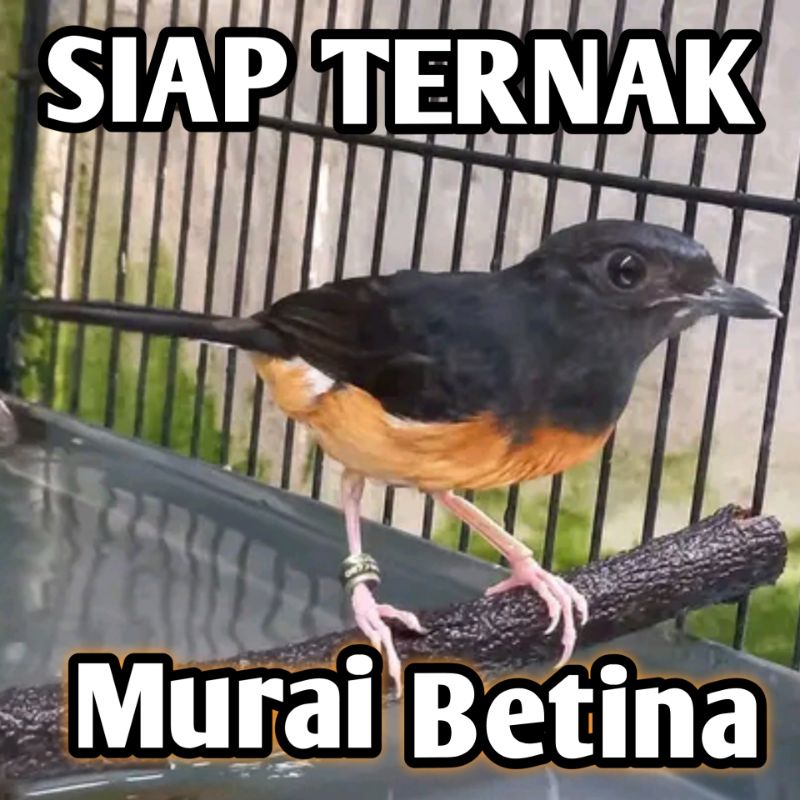 Burung Murai Batu Medan betina siapan ternak untuk kawin Cewek an Mapan
