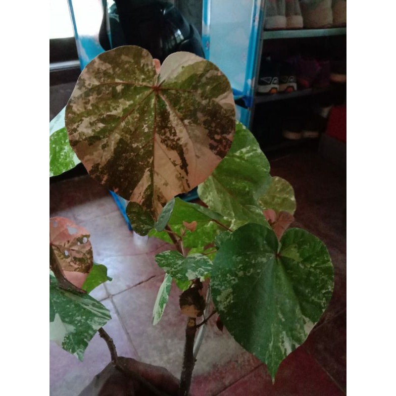 pohon waru varigata pink tanaman masuk tanaman varigata putih pink hias pohon waru varigata pink