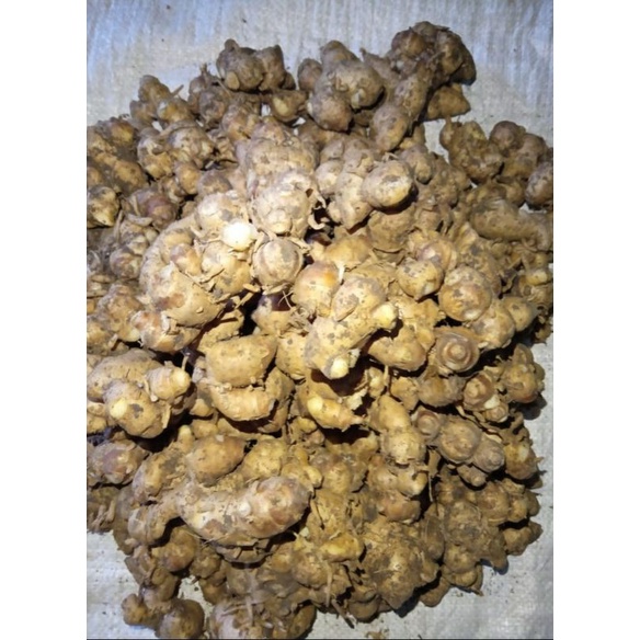 

500gram KENCUR OBAT HERBAL DAN PENYEDAP RASA (BUMBU DAPUR)