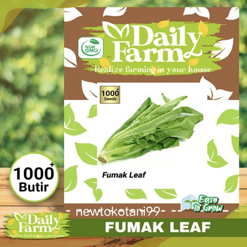 Benih selada wangi FUMAK 1000 butir sayur fumak dari daily farm