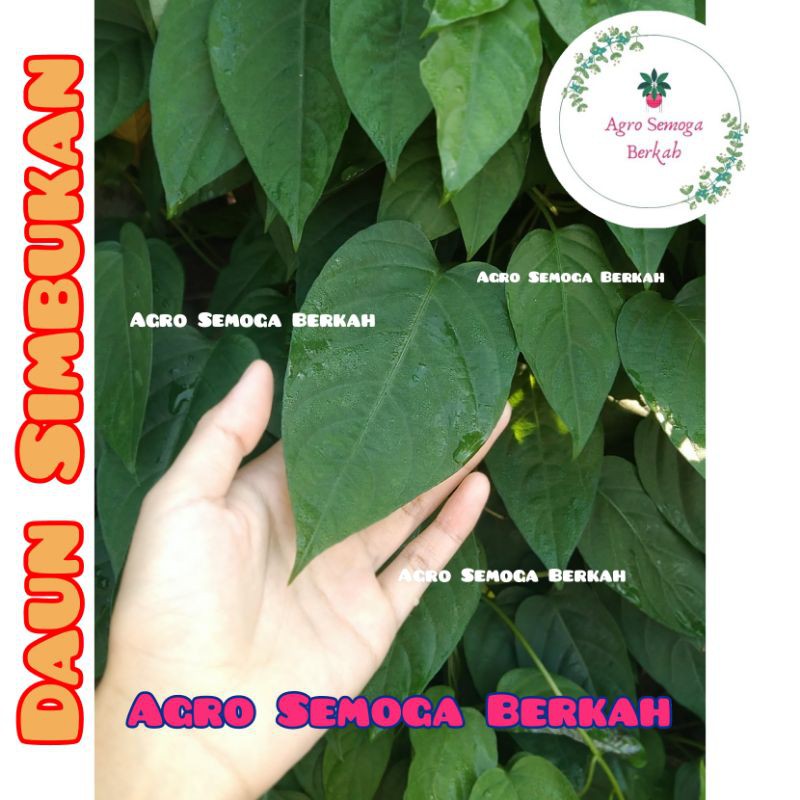 

Daun Sembukan Fresh 300 gram | Paederia Foetida L | Daun Kahihutan | Bintaos | Gumi siki