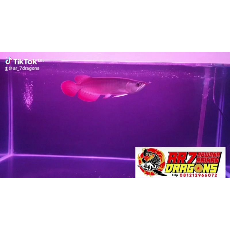 Arwana super red 35cm