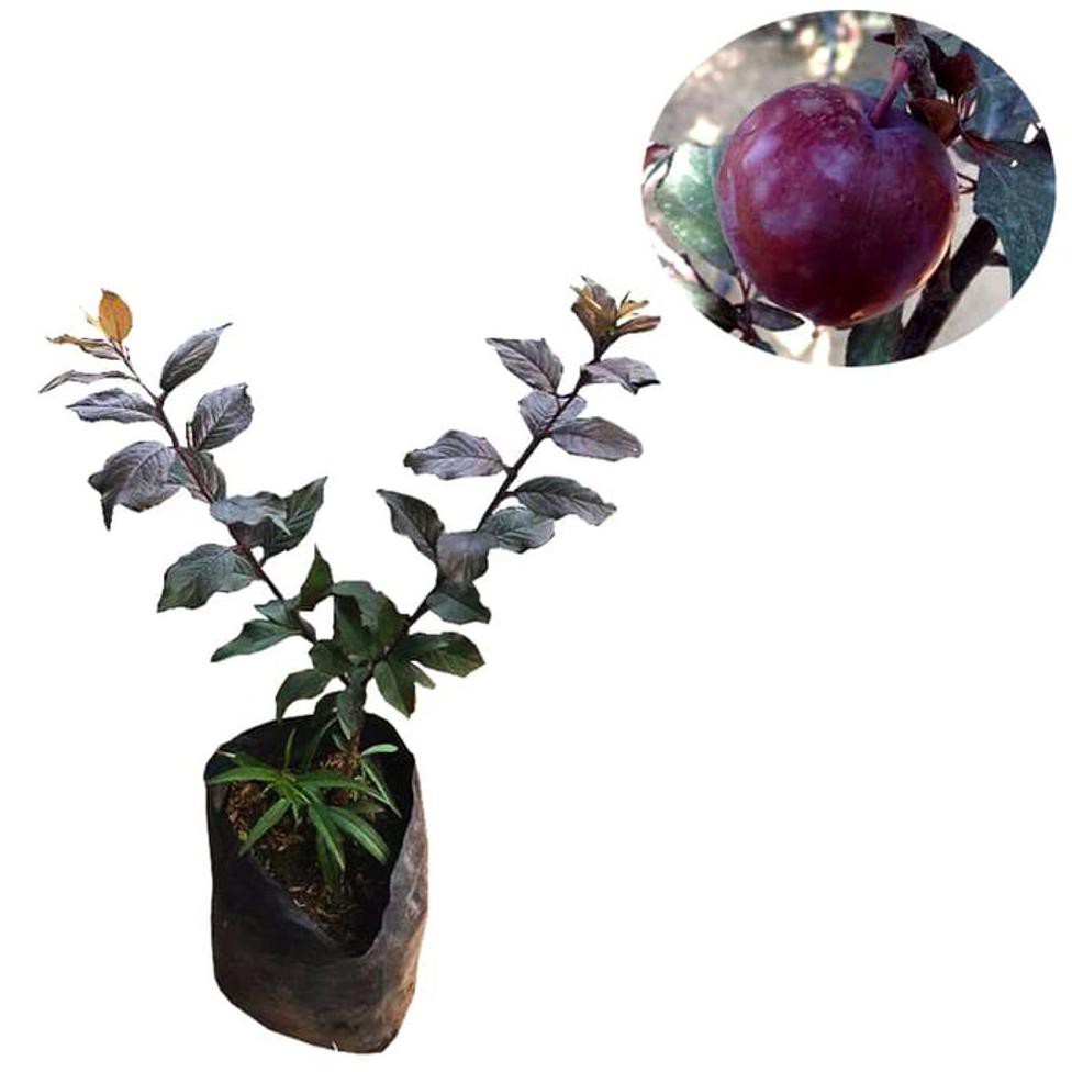 @_# TANAMAN BUAH PLUM UNGU #_*