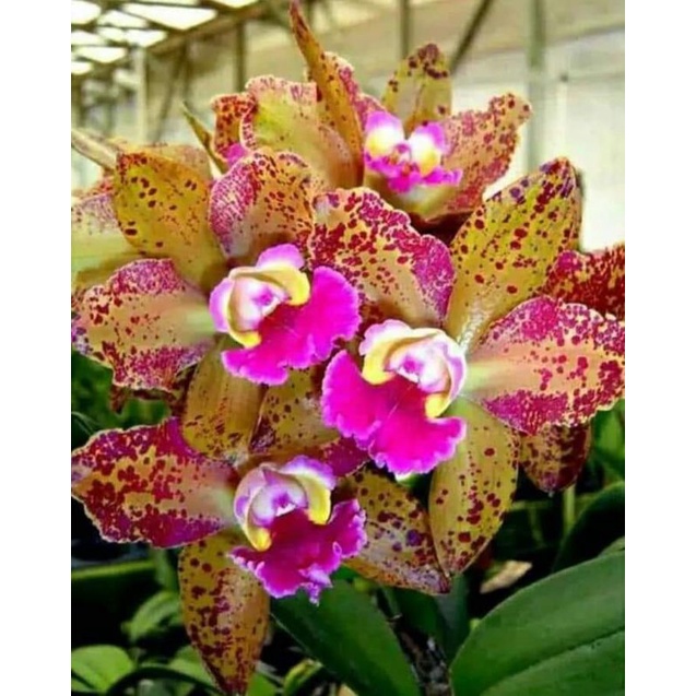 Bunga hias anggrek Cattleya Waianae leopard Dewasa siap bunga